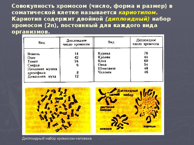 Совокупность хромосом (число, форма и размер) в соматической клетке называется кариотипом.  Кариотип содержит двойной ( диплоидный)  набор хромосом (2n),  постоянный для каждого вида организмов.  Диплоидный набор хромосом человека 