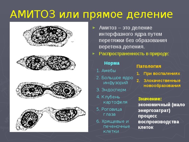 АМИТОЗ или прямое деление Амитоз – это деление интерфазного ядра путем перетяжки без образования веретена деления. Распространенность в природе:   Норма 1. Амебы 2. Большое ядро инфузорий 3. Эндосперм 4. Клубень картофеля 5. Роговица глаза 6. Хрящевые и печеночные клетки Патология При воспалениях Злокачественные новообразования Значение: экономичный (мало энергозатрат) процесс воспроизводства клеток 