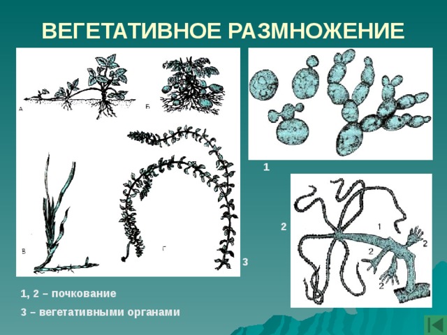 ВЕГЕТАТИВНОЕ РАЗМНОЖЕНИЕ 1 2 3 1, 2 – почкование 3 – вегетативными органами 