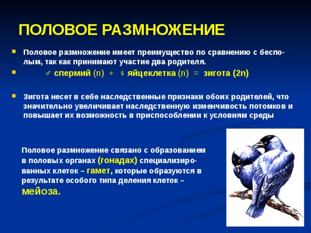 ПОЛОВОЕ РАЗМНОЖЕНИЕ Половое размножение имеет преимущество по сравнению с беспо-лым, так как принимают участие два родителя.  ♂ спермий (n) + ♀ яйцеклетка (n) = зигота  (2n)  Зигота несет в себе наследственные признаки обоих родителей, что значительно увеличивает наследственную изменчивость потомков и повышает их возможность в приспособлении к условиям среды  Половое размножение связано с образованием в половых органах (гонадах) специализиро-ванных клеток – гамет , которые образуются в результате особого типа деления клеток – мейоза. 