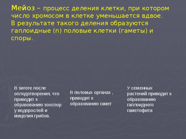 Мейоз – процесс деления клетки, при котором число хромосом в клетке уменьшается вдвое.  В результате такого деления образуются гаплоидные (n) половые клетки (гаметы) и споры. В зиготе после оплодотворения, что приводит к образованию зооспор у водорослей и мицелия грибов. У семенных растений приводит к образованию гаплоидного гаметофита В половых органах , приводит к образованию гамет 