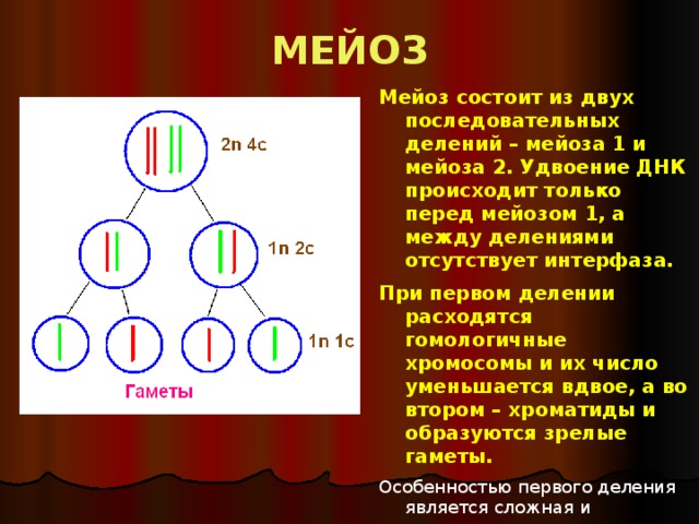 МЕЙОЗ Мейоз состоит из двух последовательных делений – мейоза 1 и мейоза 2. Удвоение ДНК происходит только перед мейозом 1, а между делениями отсутствует интерфаза. При первом делении расходятся гомологичные хромосомы и их число уменьшается вдвое, а во втором – хроматиды и образуются зрелые гаметы. Особенностью первого деления является сложная и длительная по времени профаза. 