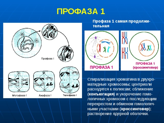 ПРОФАЗА 1  Профаза 1 самая продолжи-тельная Спирализация хроматина в двухро-матидные хромосомы; центриоли расходятся к полюсам; сближение ( конъюгация ) и укорочение гомо-логичных хромосом с последующим перекрестом и обменом гомологич-ными участками ( кроссинговер ); растворение ядерной оболочки. 