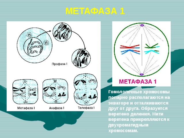 МЕТАФАЗА 1 Гомологичные хромосомы попарно располагаются на экваторе и отталкиваются друг от друга. Образуется веретено деления. Нити веретена прикрепляются к двухроматидным хромосомам. 