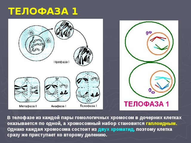 ТЕЛОФАЗА 1 В телофазе из каждой пары гомологичных хромосом в дочерних клетках оказывается по одной, а хромосомный набор становится гаплоидным. Однако каждая хромосома состоит из двух хроматид, поэтому клетка сразу же приступает ко второму делению. 