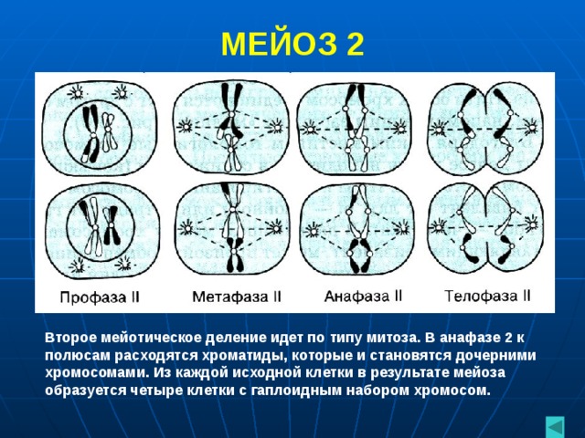 МЕЙОЗ 2 Второе мейотическое деление идет по типу митоза. В анафазе 2 к полюсам расходятся хроматиды, которые и становятся дочерними хромосомами. Из каждой исходной клетки в результате мейоза образуется четыре клетки с гаплоидным набором хромосом.  