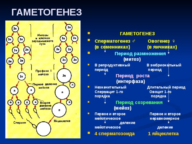 ГАМЕТОГЕНЕЗ  ГАМЕТОГЕНЕЗ Сперматогенез ♂ Овогенез ♀ (в семенниках) (в яичниках)  Период размножения     (митоз) В репродуктивный В эмбриональный период период  Период роста    (интерфаза) Незначительный Длительный период Спермацит 1-го Овоцит 1-го порядка порядка  Период созревания     (мейоз) Первое и второе Первое и второе мейотическое неравномерное деление мейотическое     деление 4 сперматозоида 1 яйцеклетка  