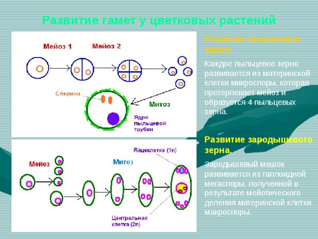 Развитие гамет у цветковых растений Развитие пыльцевых зерен. Каждое пыльцевое зерно развивается из материнской клетки микроспоры, которая претерпевает мейоз и образуется 4 пыльцевых зерна. Развитие зародышевого зерна. Зародышевый мешок развивается из гаплоидной мегаспоры, полученной в результате мейотического деления материнской клетки макроспоры. 