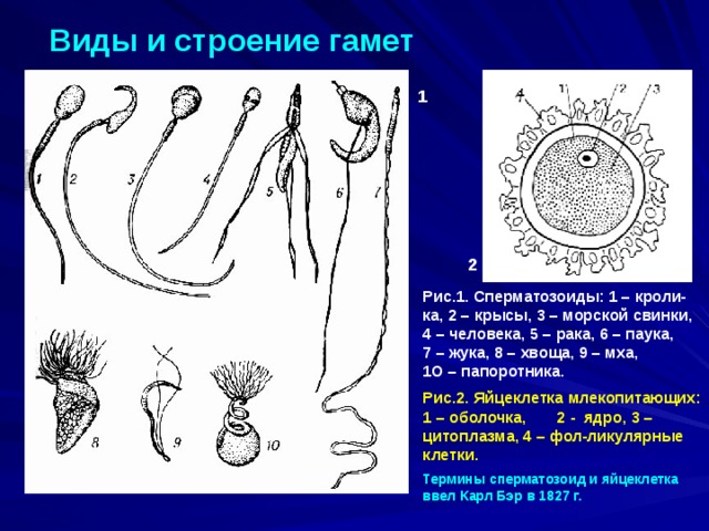 Виды и строение гамет 1 2 Рис.1. Сперматозоиды: 1 – кроли-ка, 2 – крысы, 3 – морской свинки, 4 – человека, 5 – рака, 6 – паука, 7 – жука, 8 – хвоща, 9 – мха, 1О – папоротника. Рис.2. Яйцеклетка млекопитающих: 1 – оболочка, 2 - ядро, 3 – цитоплазма, 4 – фол-ликулярные клетки. Термины сперматозоид и яйцеклетка ввел Карл Бэр в 1827 г. 