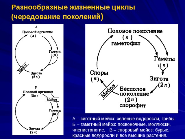Разнообразные жизненные циклы  (чередование  поколений ) А – зиготный мейоз: зеленые водоросли, грибы. Б – гаметный мейоз: позвоночные, моллюски, членистоногие. В – споровый мейоз: бурые, красные водоросли и все высшие растения. 