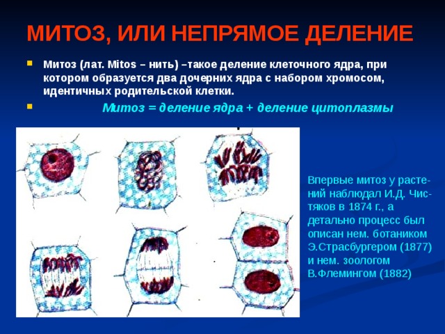 МИТОЗ, ИЛИ НЕПРЯМОЕ ДЕЛЕНИЕ Митоз (лат. Mitos – нить) –такое деление клеточного ядра, при котором образуется два дочерних ядра с набором хромосом, идентичных родительской клетки.  Митоз = деление ядра + деление цитоплазмы Впервые митоз у расте-ний наблюдал И.Д. Чис-тяков в 1874 г., а детально процесс был описан нем. ботаником Э.Страсбургером (1877) и нем. зоологом В.Флемингом (1882) 