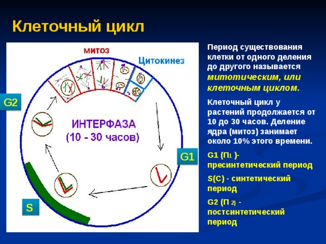 Клеточный цикл Период существования клетки от одного деления до другого называется митотическим, или клеточным циклом. Клеточный цикл у растений продолжается от 10 до 30 часов. Деление ядра (митоз) занимает около 10% этого времени. G1 (П 1 )- пресинтетический период S(С) - синтетический период G2 (П 2) - постсинтетический период  G2   G1 S 