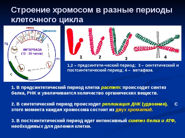 Строение хромосом в разные периоды клеточного цикла 1 2 4 3 1,2 – предсинтети-ческий период; 3 – синтетический и постсинтетический период; 4 – метафаза.  1. В предсинтетический период клетка растет : происходит синтез белка, РНК и увеличивается количество органических веществ.  2. В синтетический период происходит репликация ДНК (удвоение). С этого момента каждая хромосома состоит из двух хроматид.  3. В постсинтетический период идет интенсивный синтез белка и АТФ, необходимых для деления клетки. 