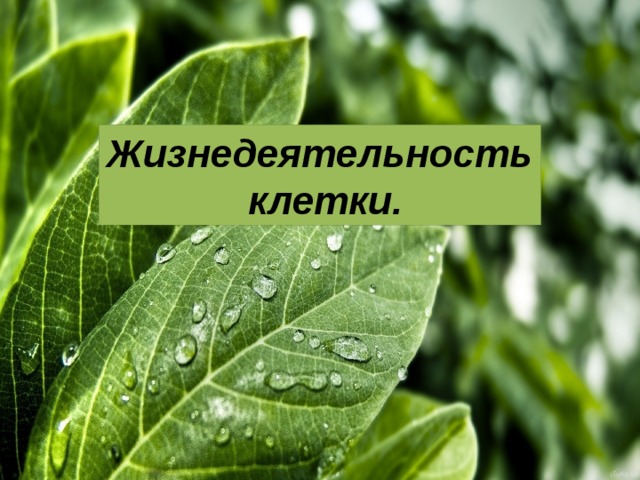Жизнедеятельность  клетки. 