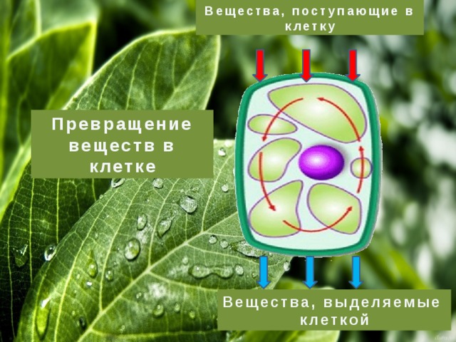 Вещества, поступающие в клетку Превращение веществ в клетке Вещества, выделяемые клеткой 