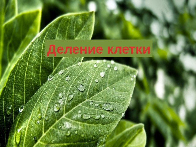 Деление клетки 