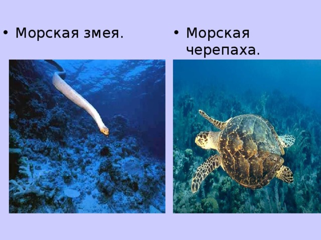 Морская черепаха. Морская змея.