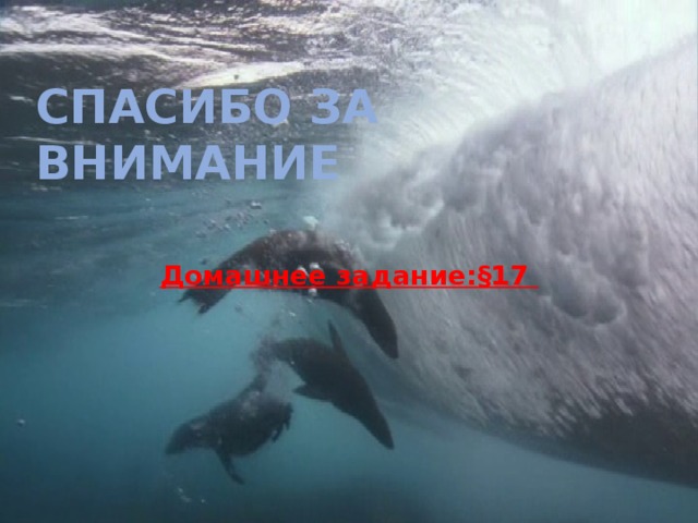 Спасибо за внимание   Домашнее задание:§17