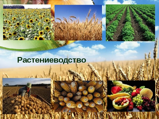 Растениеводство 