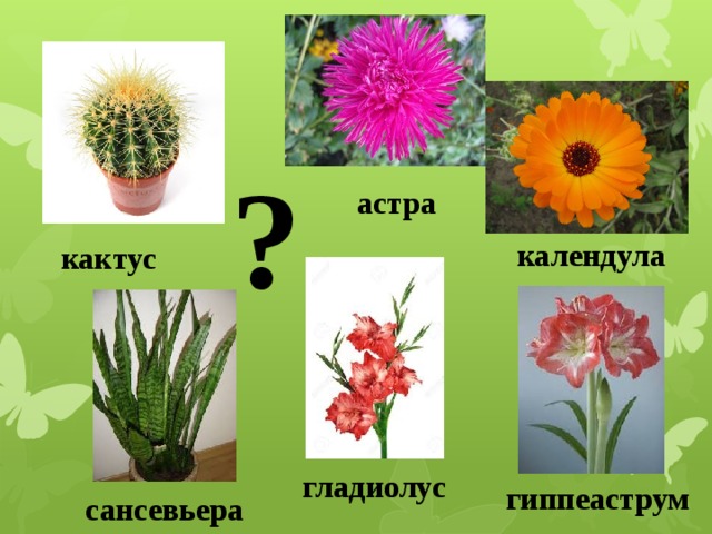 ? астра календула кактус 1.Растение, похоже на ежика. 2.Этот цветок называют звездой. 3. Лекарственное растение. 4.В народе его называют «Щучий хвост»5.Название этого цветка означает «меч». 6. «Кавалер со звездой». На какие две группы можно разделить цветы? гладиолус гиппеаструм сансевьера  