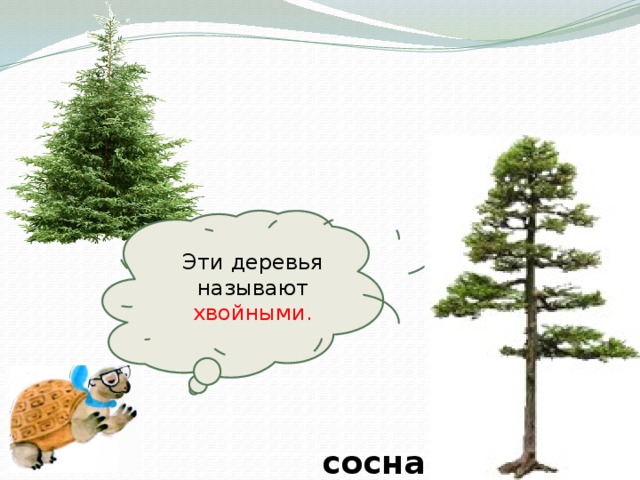 Эти деревья называют хвойными.      сосна 