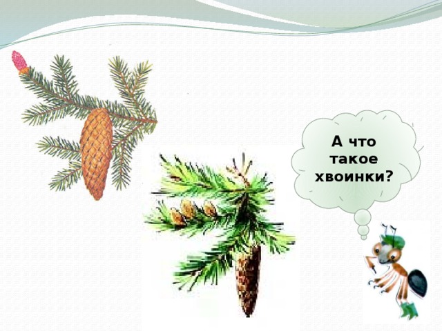 А что такое хвоинки? 