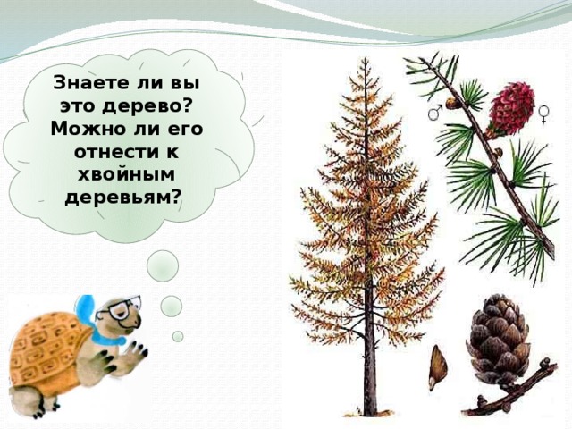 Знаете ли вы это дерево? Можно ли его отнести к хвойным деревьям? 