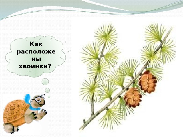 Как расположены хвоинки? 