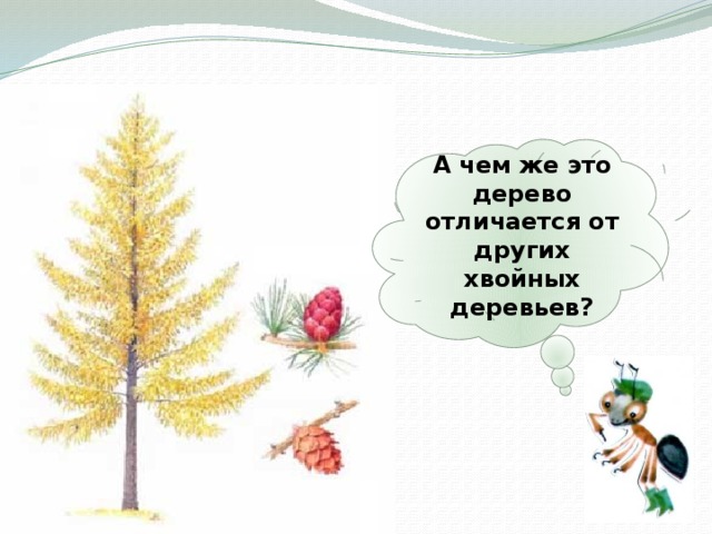 А чем же это дерево отличается от других хвойных деревьев? 