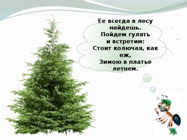  Ее всегда в лесу найдешь.  Пойдем гулять и встретим:  Стоит колючая, как еж,  Зимою в платье летнем.   