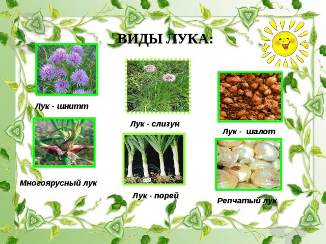 ВИДЫ ЛУКА: Лук - шнитт Лук - слизун Лук - шалот Многоярусный лук Лук - порей Репчатый лук  