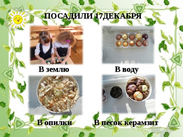 ПОСАДИЛИ 17ДЕКАБРЯ В землю В воду В опилки В песок керамзит 
