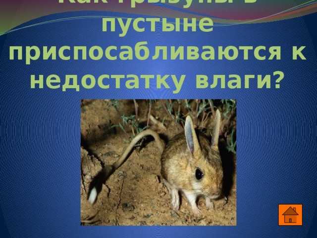 Как грызуны в пустыне приспосабливаются к недостатку влаги? 