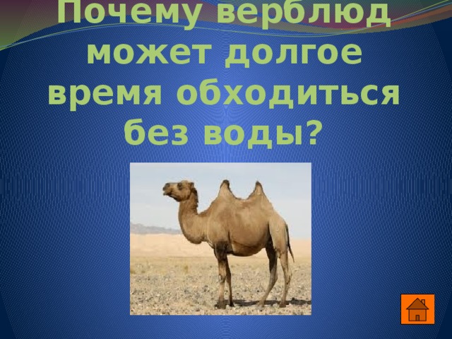 Почему верблюд может долгое время обходиться без воды? 