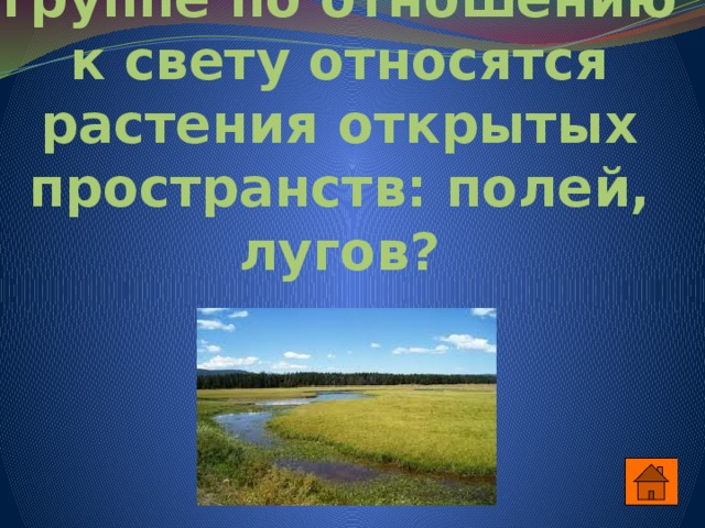 К какой экологической группе по отношению к свету относятся растения открытых пространств: полей, лугов? 