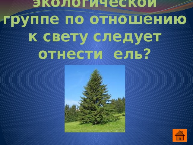 К какой экологической группе по отношению к свету следует отнести ель? 