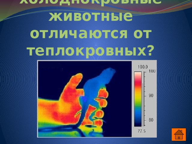 Чем холоднокровные животные отличаются от теплокровных? 
