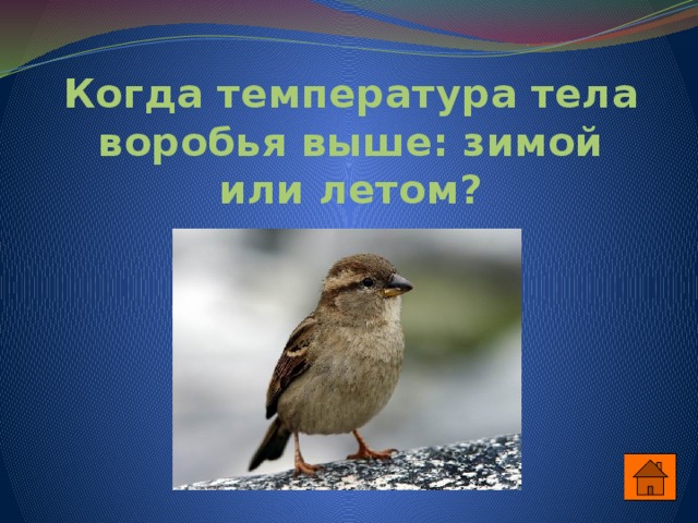 Когда температура тела воробья выше: зимой или летом? 