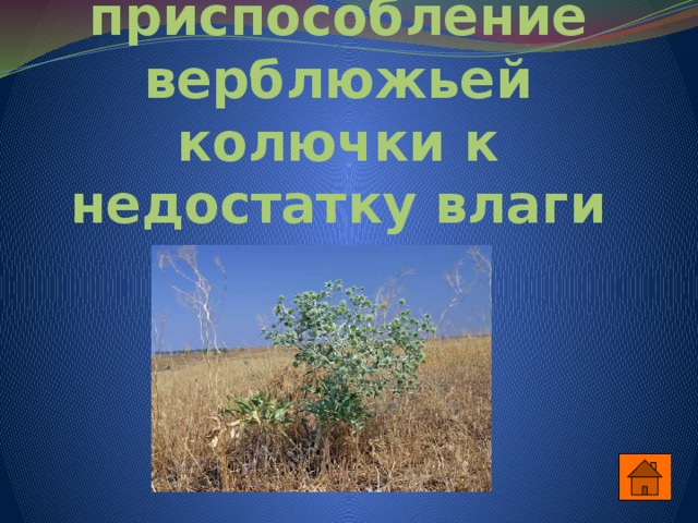 Укажите приспособление верблюжьей колючки к недостатку влаги 
