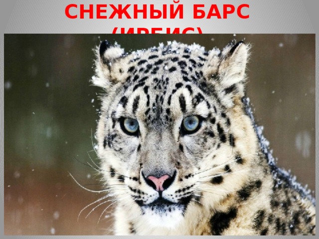 СНЕЖНЫЙ БАРС (ИРБИС) В России ирбиса можно встретить в Красноярском крае, в Тыве, в Хакасии, на Алтае, среди хребтов Мунку-Сардык и Тункинские Гольцы. Численность ирбиса непрерывно сокращается. Причины сокращения численности: -браконьерство. Дорогая шкура зверя, которая может стоить до 60 тыс. долларов на азиатских рынках, делает незаконную охоту за прекрасным мехом снежного барса очень финансово привлекательной, поэтому он безжалостно уничтожается; -ранее большой популярностью пользовались живые ирбисы, держать которых было особым шиком.  В настоящее время находится на грани исчезновения. 