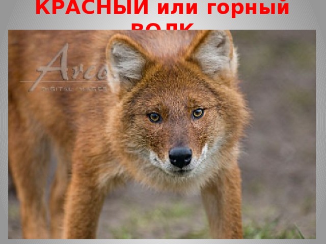 КРАСНЫЙ или горный ВОЛК в России красный волк встречался в основном на юге Дальнего Востока, куда он, вероятно, заходил с прилежащих территорий Монголии и Китая. Надёжных доказательств того, что вид сегодня постоянно обитает в пределах России, нет. Поэтому считается видом, практически исчезнувшим с территории России. Внешне его можно спутать с лисой и именно это и является одной из главных причин его вымирания. Пушистый мех, огненно-рыжий окрас спины в сочетании со светлым брюхом и лапами и чёрный хвост делают этого зверя очень эффектным. Такую необычную внешность, имеет только красный волк. Понятно почему охотники, ради получения очередного трофея, занимаются тем, что то и дело массово отстреливают этих хищников. Предполагается также, что красный волк исчез из-за сильной конкуренции с серым волком, а также из-за уменьшения поголовья диких копытных, которые составляют основу рациона этого хищника. 