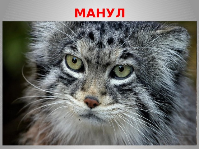 МАНУЛ В России обитает только один подвид манула - обыкновенный манул, в Красноярском крае, в Республике Алтай, в Забайкалье и в Туве.  Это самая маленькая дикая кошка в России. Вес не превышает 5 кг., а длина - не более 60 см. Хвост у нее очень пушистый и длинный, до 30 см.  Мех очень густой и имеет светло-серый окрас. На каждом волоске  имеется белый кончик, что создает видимость того, будто кошка усыпана снегом. На лбу у манула ярко выраженная отличительная черта - крапинки темного цвета.  Манул по своей природе - невероятно медлительный и неповоротливый из диких котов: он просто не умеет бегать.  Главная угроза для манула - это разрушение места их обитания. Негативно сказывается на их развитии и выпас скота, браконьерство, набеги диких собак. Обходя всяческие запреты, на сегодняшний день всё также ведется торговля как варежками, так и шубами из меха этого столь редкого зверя. Приблизительное количество манулов в России около 3000 особей и постоянно продолжает сокращаться.  