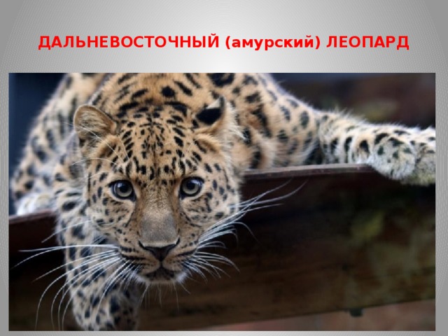  ДАЛЬНЕВОСТОЧНЫЙ (амурский) ЛЕОПАРД   стал видом на грани вымирания в основном из-за браконьерства. Причинами браконьерства на леопардов являются спрос на звериные шкуры, которые потом продаются по цене 500-1000 долларов за штуку, и добыча некоторых частей тела леопардов, которые используются в восточной медицине; разрушение среды обитания (рубка леса, лесные пожары, строительство дорог); уничтожение кормовой базы. Численность копытных, основной добычи леопарда, повсеместно крайне низка. в дикой природе сохранилось 57 особей на территории национального парка «Земля леопарда» 