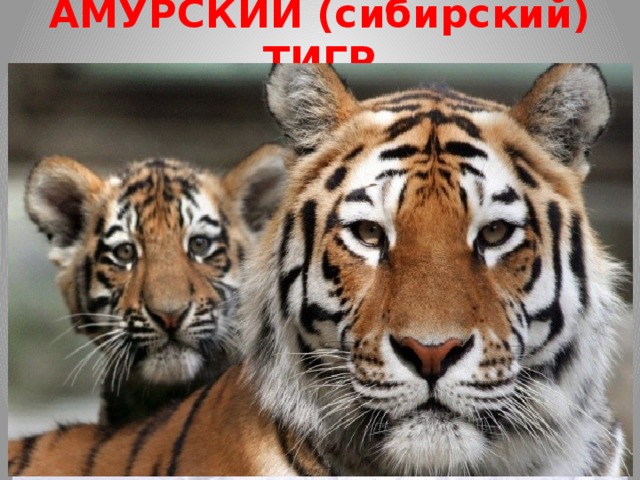 АМУРСКИЙ (сибирский) ТИГР   это самый крупный и северный тигр не только невероятно редкий вид, но он и очень красивый - шерсть гуще, чем у тигров, живущих в тёплых районах, окрас его светлее, а на брюхе у него находится 5 сантиметровый слой жира, который защищает животное от мороза. длина тела у самцов амурского тигра до кончика хвоста достигает 3,8 м, самки меньше. Высота в холке до 115 см, масса до 270 кг, в отдельных случаях до 300 кг.  д апреле 2013 года численность тигров на Дальнем Востоке оценивалась в 450 особей . Численность амурских тигров снижается не из-за холодов и прочих некомфортных условий существования, а из-за деятельности браконьеров. Охотников привлекала прежде всего шкура тигра – пушистая и с красивым рисунком. Но не одной шкурой ценен тигр. В восточной народной медицине внутренние органы этого животного широко ценились и ценятся до сих пор. В Китае за убийство амурского тигра предусмотрена смертная казнь 