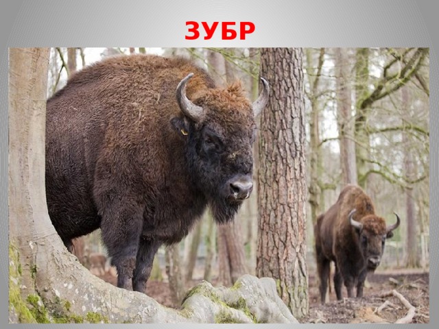 ЗУБР Ранее эти животные были широко распространены на территории бывшего СССР, но к началу 20 века они сохранились лишь в Беловежской Пуще и на Кавказе. Например, к 1924 году на Кавказе сохранилось лишь 5-10 зубров. Основными причинами сокращения зубров были истребление их охотниками и браконьерами, а также уничтожение во время военных действий. Восстановление их численности началось в 1940 году в Кавказском заповеднике, и теперь на территории России зубры населяют два региона - Северный Кавказ и центр Европейской части. На Северном Кавказе зубры обитают в Кабардино-Балкарии, Северной Осетии, Чечне, Ингушетии и в Ставропольском крае. А в Европейской части имеются изолированные стада зубров в Тверской, Владимирской, Ростовской и Вологодской областях. Зубр занесен в Красную книгу России как исчезающий вид и сегодня обитает во многих заповедниках и зоопарках. 