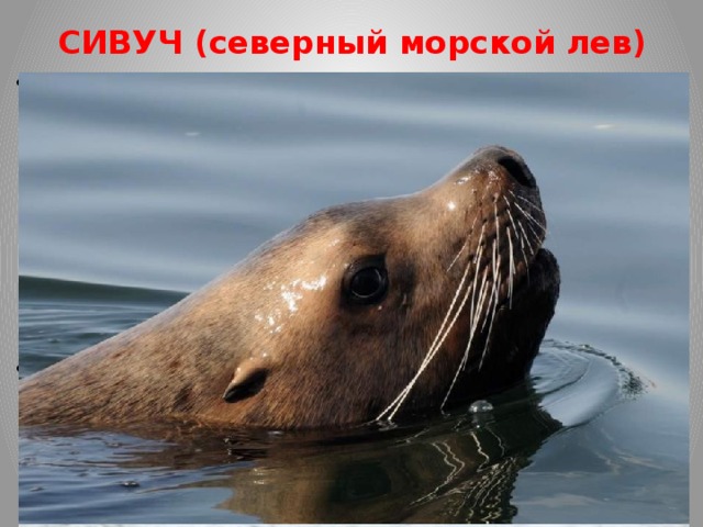 СИВУЧ (северный морской лев) Сивуча ещё можно встретить на Камчатке, Курильских и Командорских островах. Массивная холка и шея с гривой (самец в длину до 3-3,5 метров, вес 800-1000кг.), золотистые глаза и стройная задняя половина тела напомнили, описавшему этот вид животных, немецкому биологу Г. Стеллеру «земного» льва. Вот так сивуч получил свое величественное имя - морской лев. А ещё голос у сивуча -далеко слышный громкий басовый рев чем-то напоминает львиный рык. Раньше истреблялся людьми, в настоящее время не являются объектом постоянной добычи, но регулярно попадает в рыболовные сети. Есть мнение, что рыболовецкие суда вылавливают минтай и сельдь в огромном количестве и оставляют сивучей без основного источника питания. Имеет естественных врагов (косатки, акулы, песцы, белые медведи).  На сегодняшний день занесен в список Вымирающих видов. В России численность сивучей до 10-12 тыс. особей . 