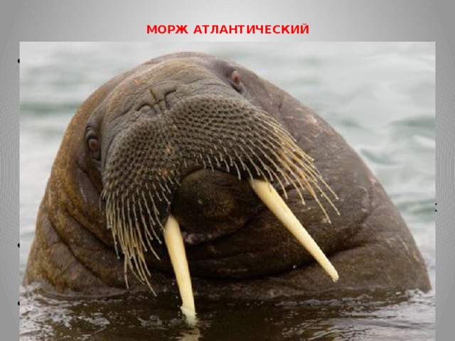  МОРЖ АТЛАНТИЧЕСКИЙ   Обитает в Баренцевом море. Взрослая особь может достигать длину 4 метра, а вес может составлять около 1,5 тонн. Верхнюю челюсть украшают два мощных клыка длиной до 35-50 сантиметров. Бивни легко пронзают льды. Они помогают неповоротливому животному взбираться на льдины из морских вод. Бивни – это оружие против соперников и защита от врагов. Моржи нередко пронзают клыками белых медведей. К середине ХХ века этот вид был почти полностью истреблен из-за неконтролируемого коммерческого промысла. На сегодняшний день, благодаря усилиям специалистов, регистрируется небольшой рост популяции. Крупные лежбища моржей объявлены заповедными. Общее количество атлантических моржей оценивается в 4000 животных. 