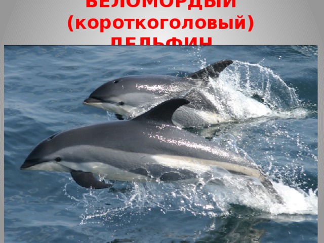 БЕЛОМОРДЫЙ  (короткоголовый) ДЕЛЬФИН В России встретить их можно в Балтийском и Баренцевом морях. Отличается от других дельфинов чёрными боками и плавниками, белой мордой и более крупными размерами (длина достигает 3 м, а вес - 300-350 кг). Средняя продолжительность жизни 30-40 лет. Ранее, да порой и сейчас, существует промысел на этих дельфинов. Наиболее распространенным он в водах возле Великобритании и в Норвегии. Однако более всего они страдают от загрязнения морей, отрицательно влияющее на кормовую базу (рыбные запасы) и рыболовных снастей, в которые попадают случайно. 