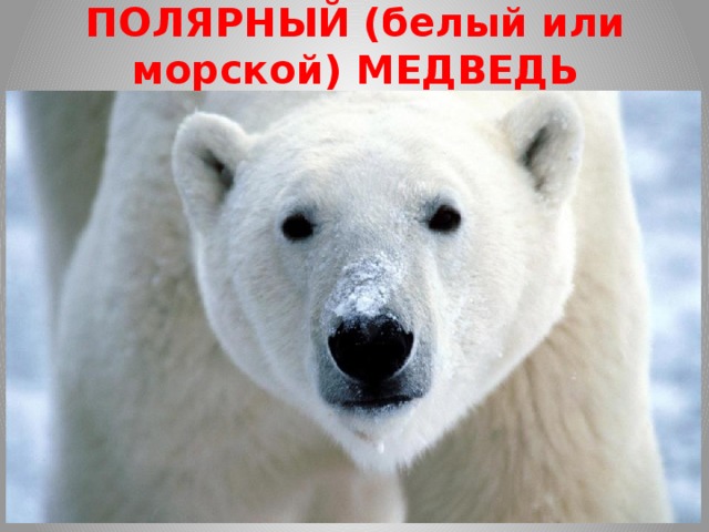 ПОЛЯРНЫЙ (белый или морской) МЕДВЕДЬ Это самый крупный хищный зверь на планете, длина туловища до 3-х метров. Превосходно плавает и ныряет. Шерсть, пропитанная жиром, не намокает в воде. Толстый слой подкожного жира защищает от холода. Жить медведи предпочитают на плавучих льдах. Питаются рыбой, охотятся на тюленей. Охотится ударом лапы - когти до 6 см длиной, клыки - до 5 см! За год один зверь добывает примерно 50 тюленей. Причины сокращения численности: Браконьерская охота - великолепный мех, внушительный размер шкуры сделали его желанной добычей для охотников. Цена шкуры зверя и других трофеев его добычи на «чёрном рынке» очень высока; - Глобальное потепление - таяние арктических ледников – сокращается;   Загрязнение Арктики пестицидами, продуктами сгорания топлива, тяжелыми металлами, нефтью и т.д. На территории России насчитывается 5-7 тысяч белых медведей, причём ежегодный браконьерский отстрел составляет от 150 до 200 особей. 