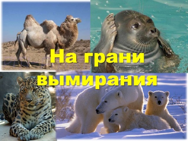 Работа над Красной книгой продолжается Это документ постоянного действия, поскольку условия обитания животных меняются и всё новые и новые виды могут оказаться в катастрофическом положении. Вместе с тем усилия, предпринимаемые человеком, дают хорошие плоды, о чём свидетельствуют зелёные её листы.  